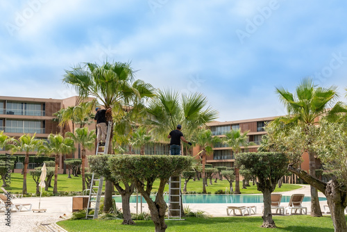 Gardeners in the hotel, to maintain cleanliness and order, cut off old branches of palm trees. © sergojpg
