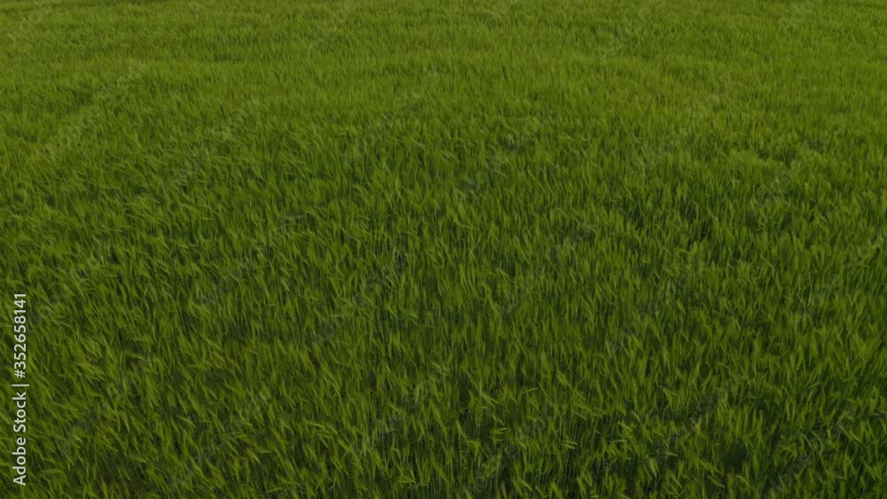 Beautiful view of wheat field, slow motion effect. Drone video recording Beautiful view of wheat field, slow motion effect. Drone video recording