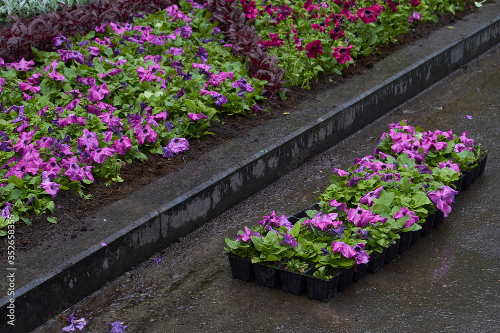 Many bright seedlings of flowers in plastic containers ready for planting on flowerbed in public park, selective focus