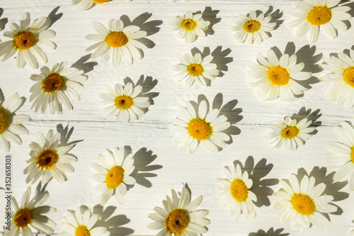 Summer background. Chamomile flowers on a white wooden background. © Алекс Ренко