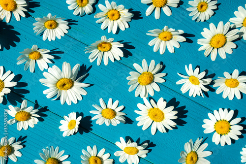 Summer background. Chamomile flowers on a turquoise wooden background.