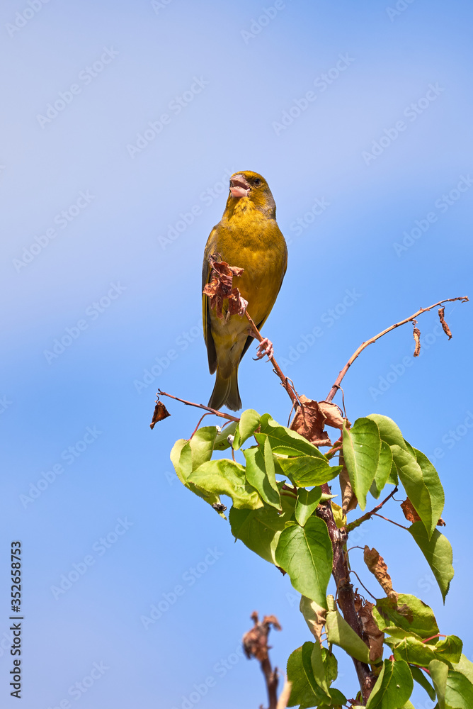 European greenfinch singing (Chloris chloris), Songbird European greenfinch singing (Chloris chloris), Songbird