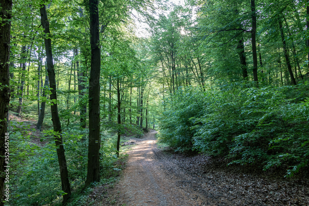 Path through the forest in a suburban recreational and relaxing location in the Bratislava Forest Park Path through the forest in a suburban recreational and relaxing location in the Bratislava Forest Park