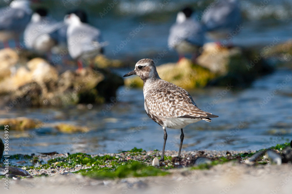 Curlew Sandpiper (Calidris ferruginea) bird in the natural habitat. Curlew Sandpiper (Calidris ferruginea) bird in the natural habitat.