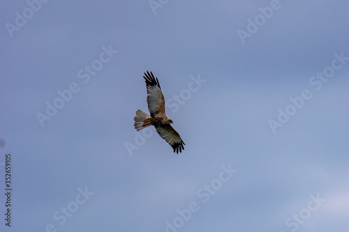 A steppe eagle circles in search of prey