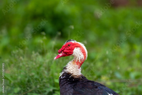  black and red duck in the meadow