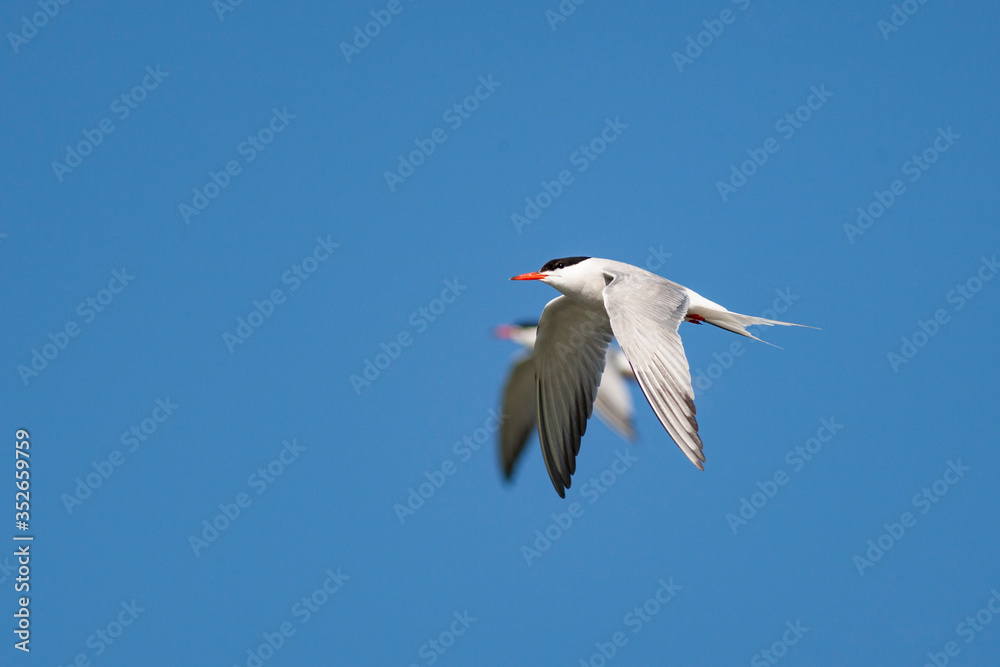 Fototapeta premium Common Tern (Sterna hirundo) bird in the natural habitat.