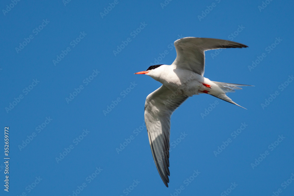 Common Tern (Sterna hirundo) bird in the natural habitat. Common Tern (Sterna hirundo) bird in the natural habitat.