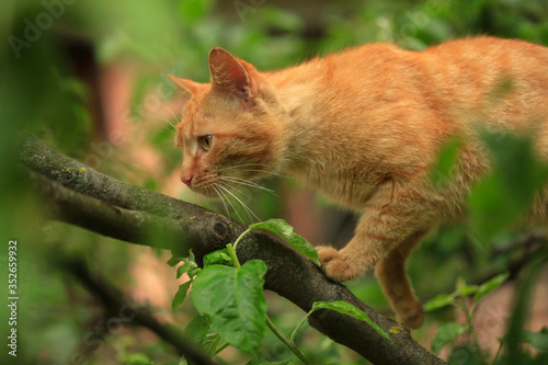 Photography Portrait of fluffy wild cats