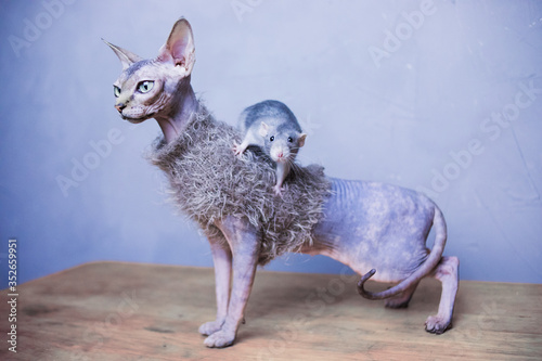 Cat and rat. Sphinx in clothes, bald cat in a warm sweater and rat dumbo. Hairless dressed cat, naked cat indoor and rat.