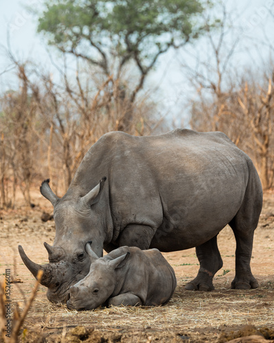 Mother Daughter Rhino