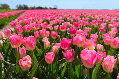 Fields full of Dutch tulips