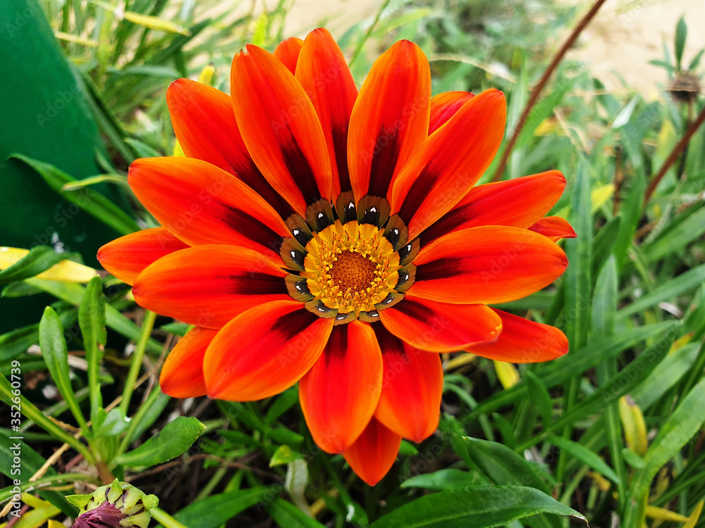 Close-up of variegated, red flower Gazania rigens. Close-up of variegated, red flower Gazania rigens.