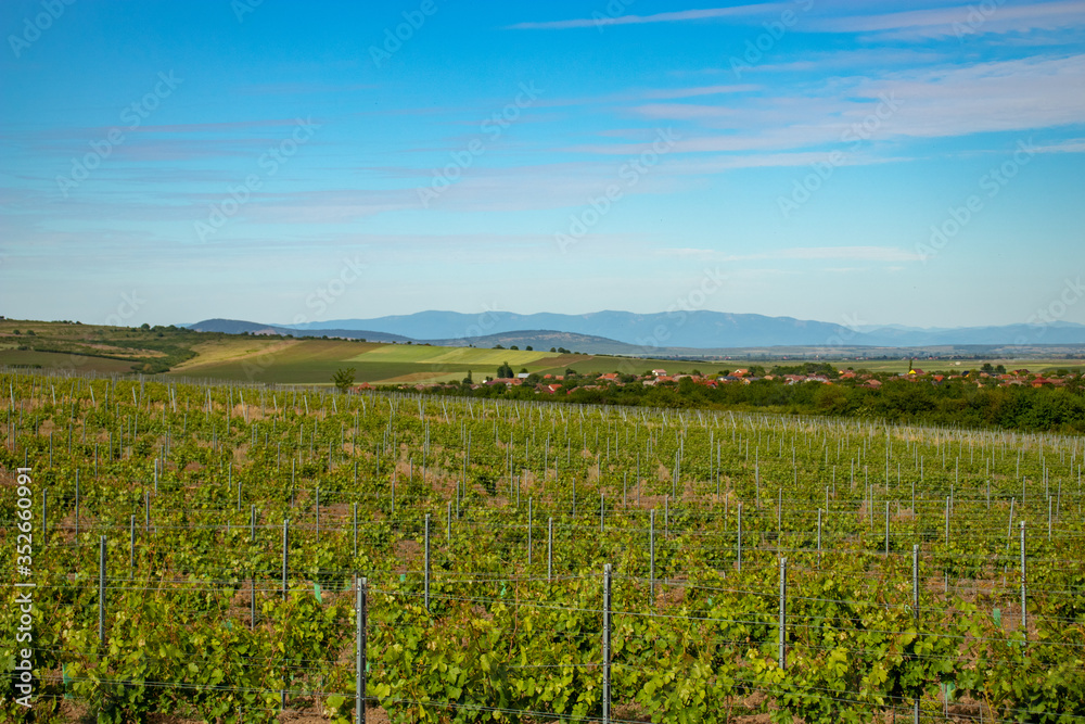 wineyard and blue sky