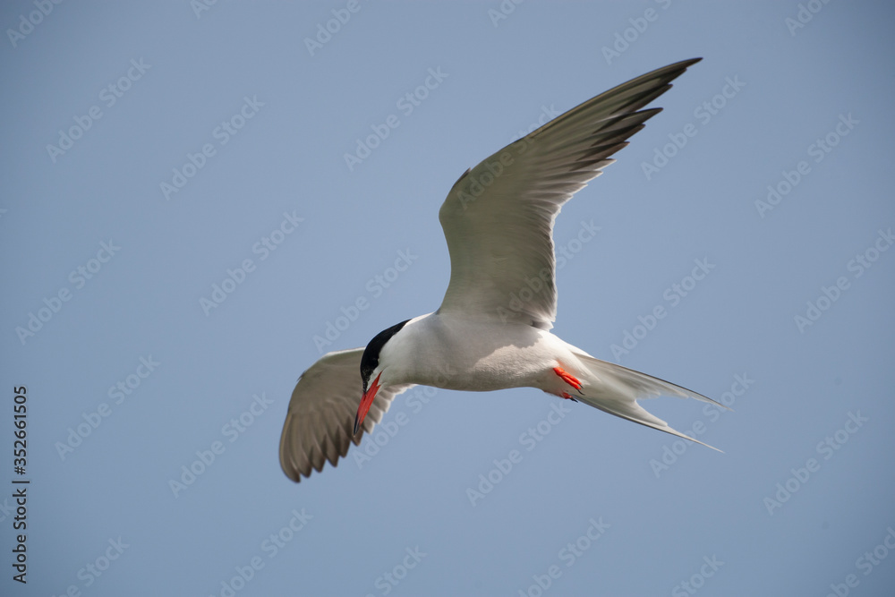 Obraz premium Common Tern (Sterna hirundo) bird in the natural habitat.