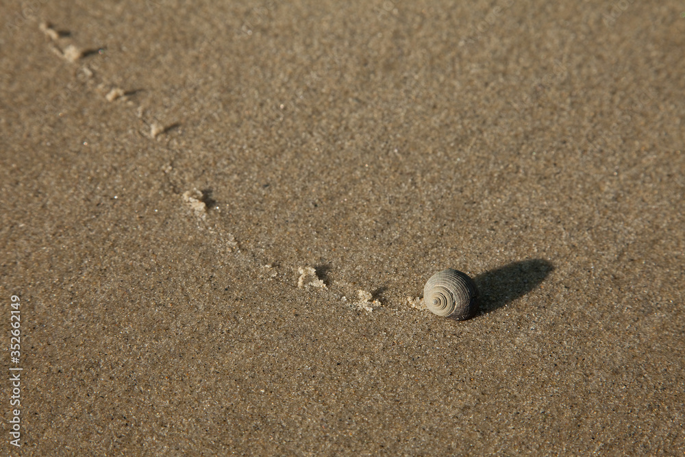 Single snail making its way across the sand and leaving a disturbed trail behind Single snail making its way across the sand and leaving a disturbed trail behind