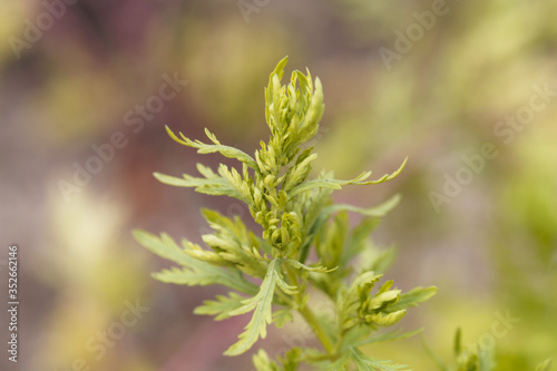 Leaves of an annual wormwood, Artemisia annua.