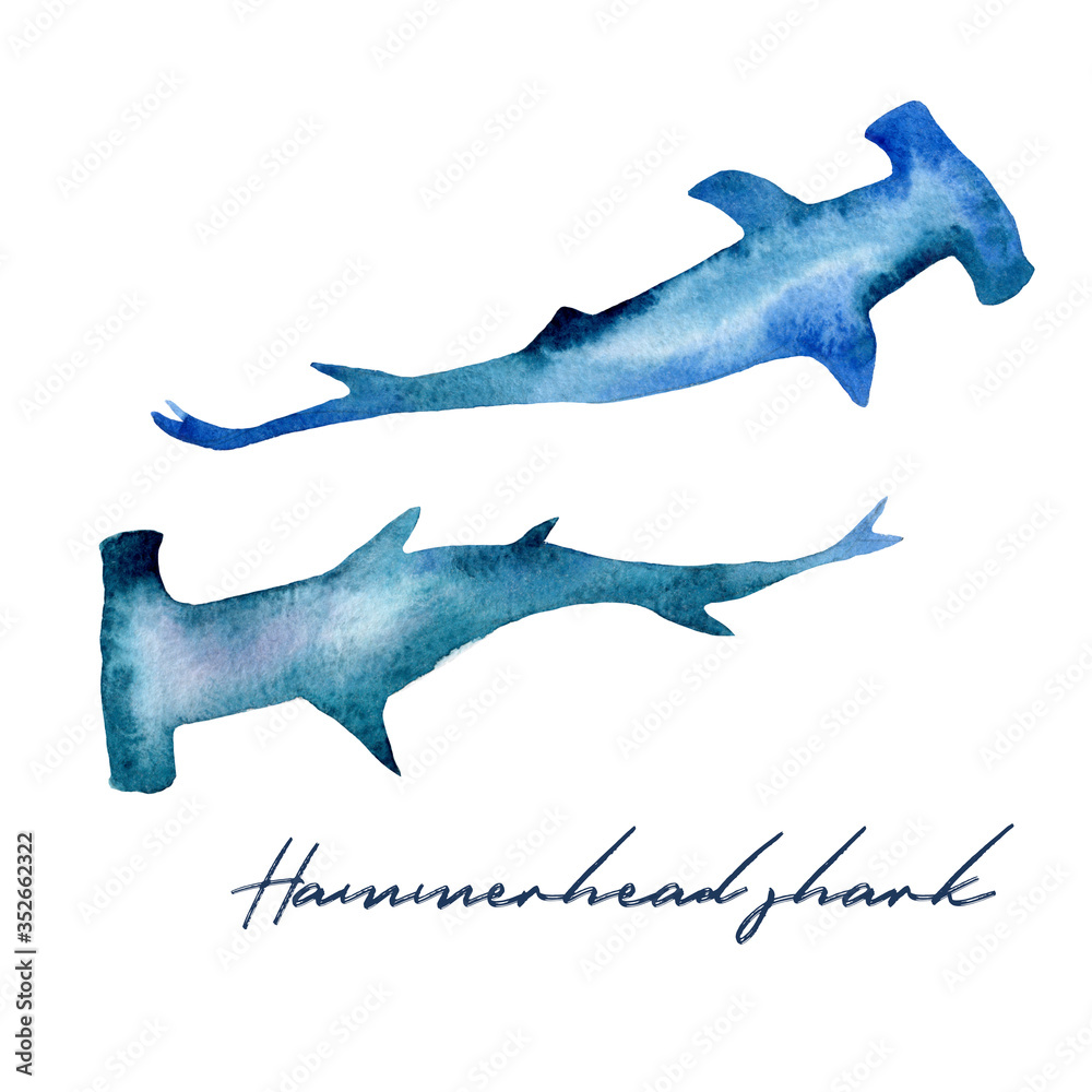 Watercolor illustration of a hammerhead on a white background. Realistic underwater wild animal.