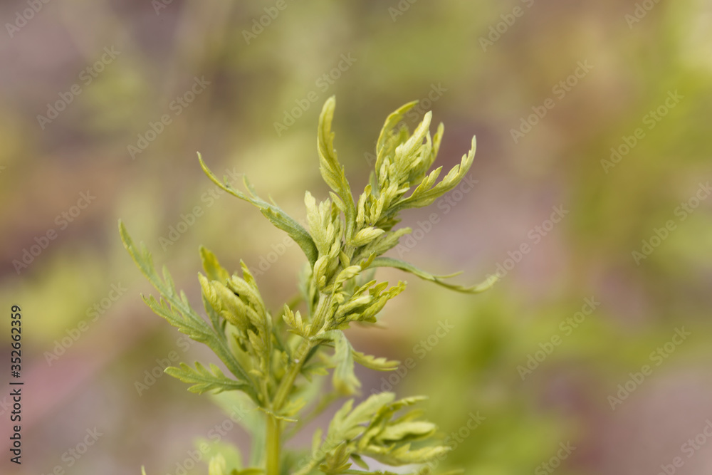 Leaves of an annual wormwood, Artemisia annua. Leaves of an annual wormwood, Artemisia annua.