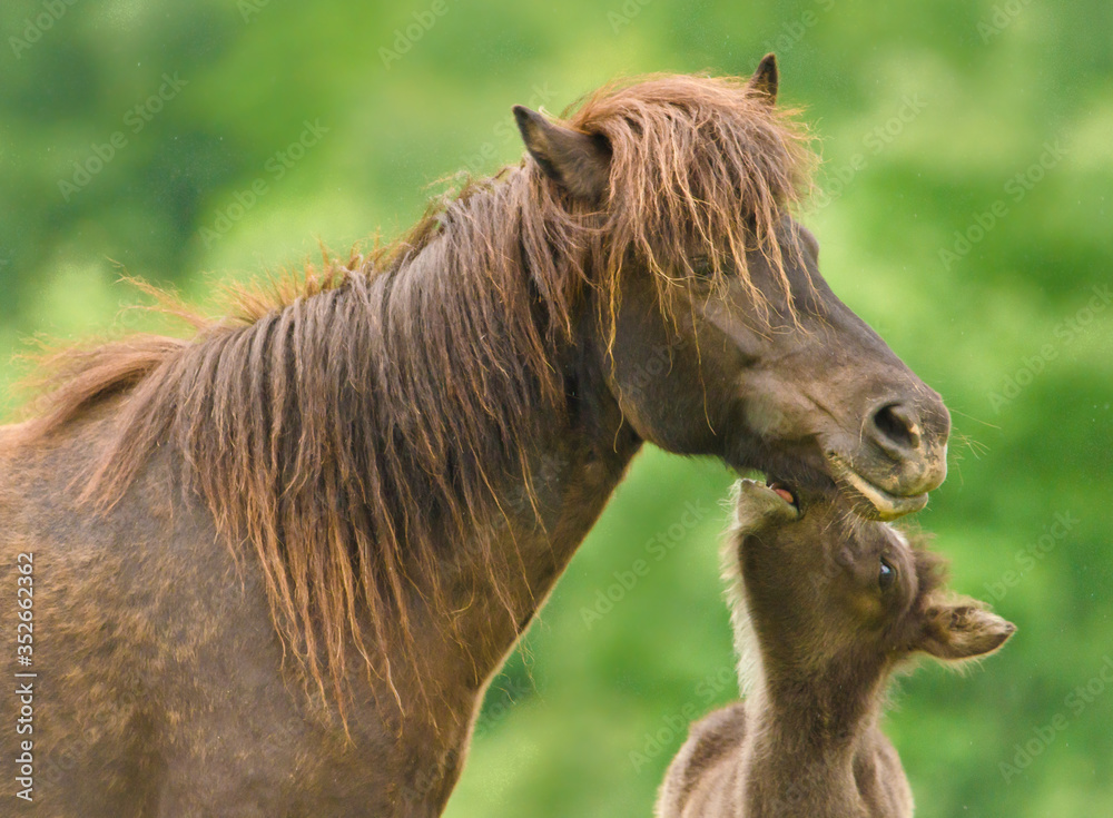 Obraz premium A cheeky small black brown foal ist playing with it`s dark mother, pinching and jumping in front of a green meadow