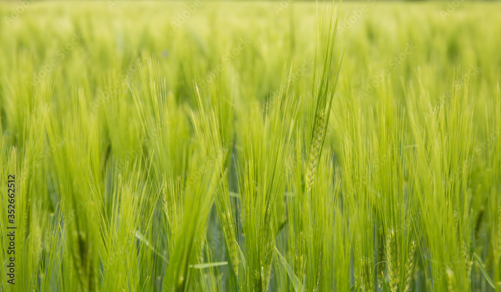 Barley field in sunset time. Barley grain is used for flour, barley bread, and animal fodder Barley field in sunset time. Barley grain is used for flour, barley bread, and animal fodder