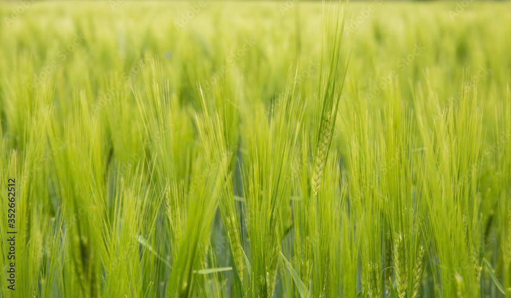 Barley field in sunset time. Barley grain is used for flour, barley bread, and animal fodder