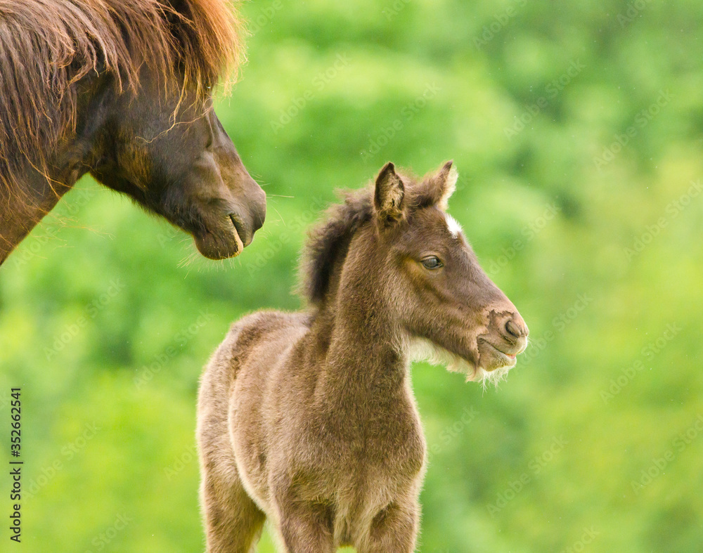 A cheeky small black brown foal ist playing with it`s dark mother, pinching and jumping in front of a green meadow
