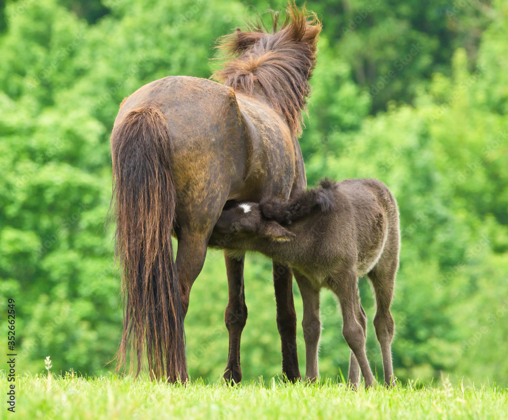 A cheeky small black brown foal is suckling at it`s dark motherin front of a green meadow A cheeky small black brown foal is suckling at it`s dark motherin front of a green meadow