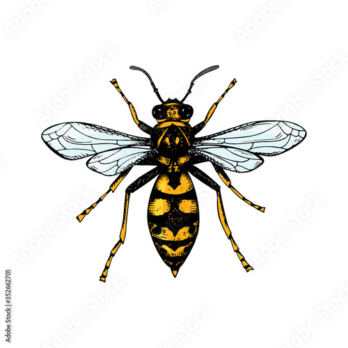 Hand drawn colored wasp isolated on white. Vector illustration in sketch style © Kseniia