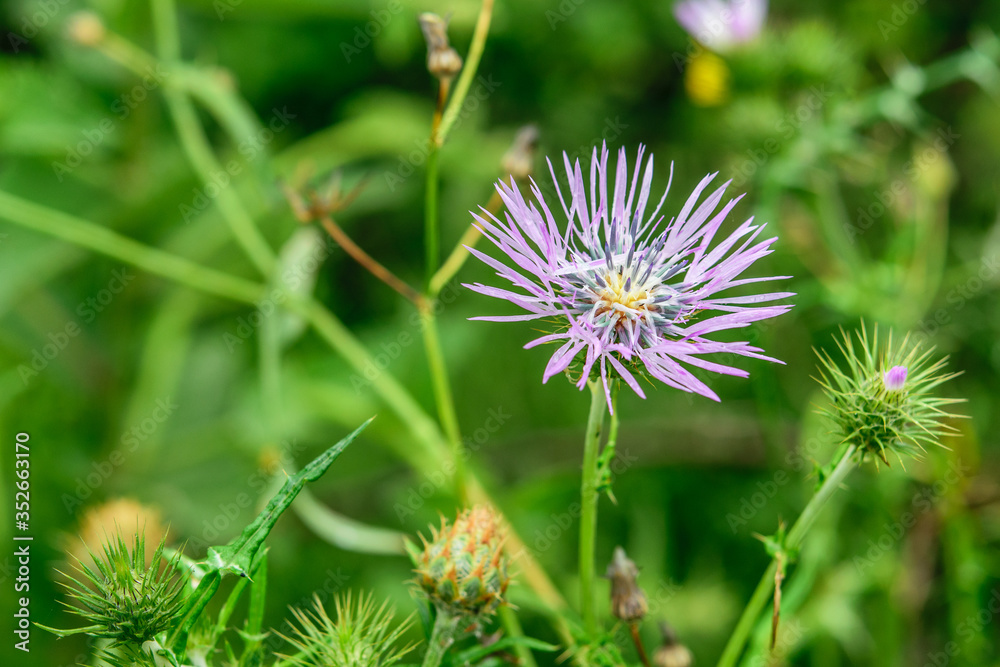 Single prickly flower thistle, symbol of scotland on the natural green background closeup. Single prickly flower thistle, symbol of scotland on the natural green background closeup.