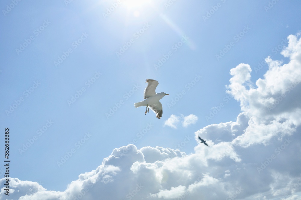 Fototapeta premium Seagull on North Sea Texel Island Netherlands