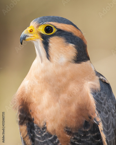 Aplomado Falcon photo