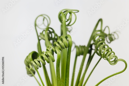 Leaves of a corkscrew albuca, Albuca spiralis photo