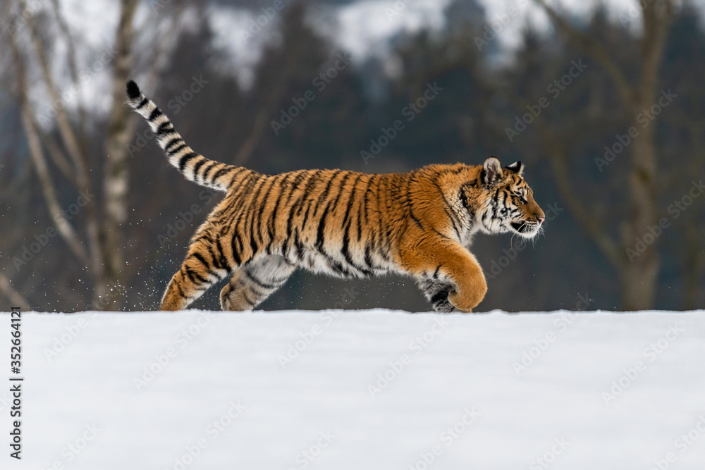 Obraz premium Siberian Tiger running in snow. Beautiful, dynamic and powerful photo of this majestic animal. Set in environment typical for this amazing animal. Birches and meadows