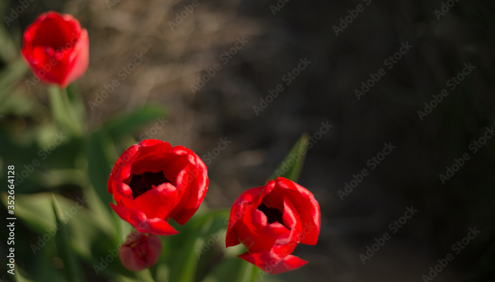 Obraz premium Red tulip in the flowerbed. In the garden