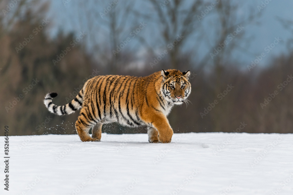 Obraz premium Siberian Tiger running in snow. Beautiful, dynamic and powerful photo of this majestic animal. Set in environment typical for this amazing animal. Birches and meadows