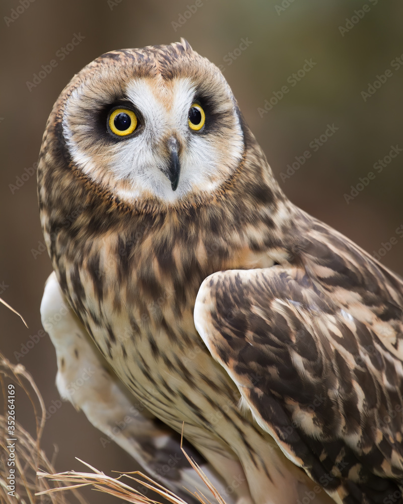 Obraz premium Short-eared Owl