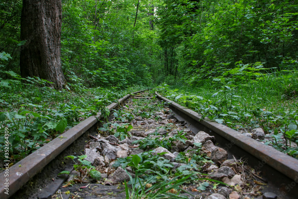 plants between rails in spring plants between rails in spring