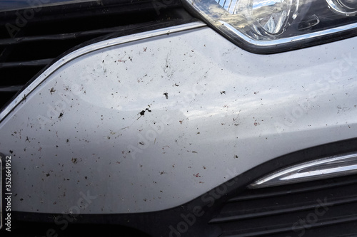 midges insects on the bumper and hood of the car