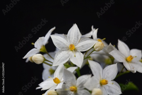 Flowers of a jasmine nightshade, Solanum laxum