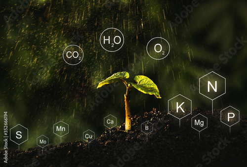 Fertilization and the role of nutrients in Bean plant life. Soil with digital mineral nutrients icon. photo