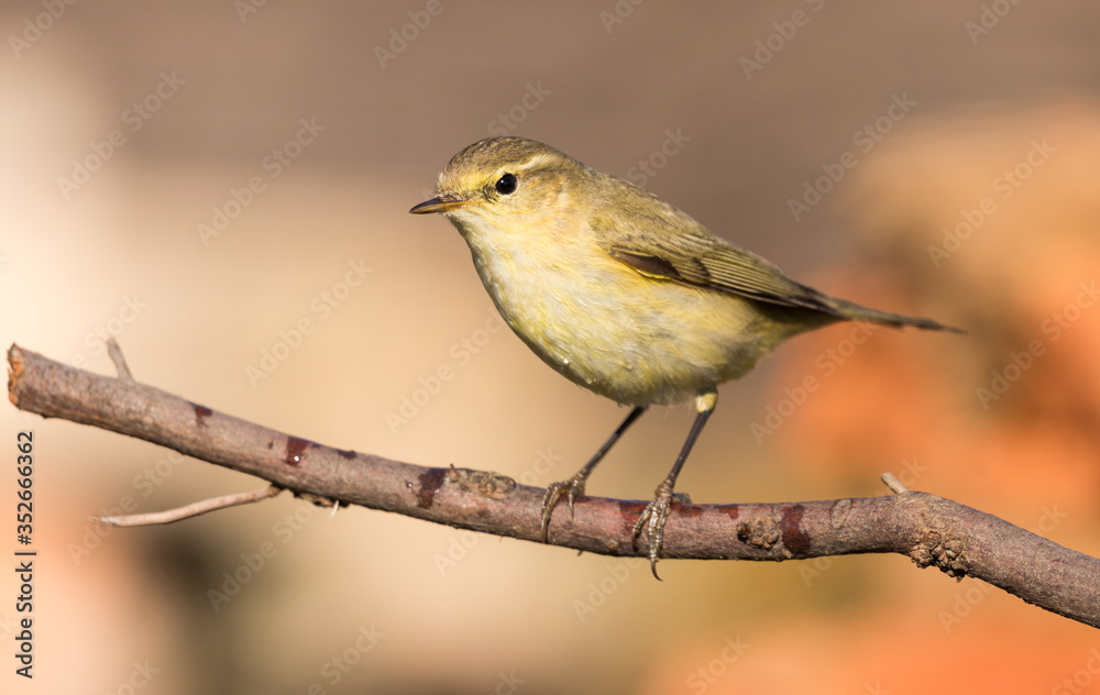Fototapeta premium a chiffchaff