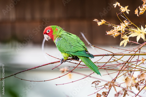 Photography Cherry Headed Conure