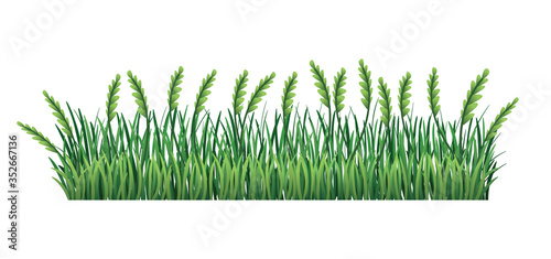 Green grass border. Fresh green spikelet and branches grass leaves. Isolated on transparent background. Vector Illustration for use as design element