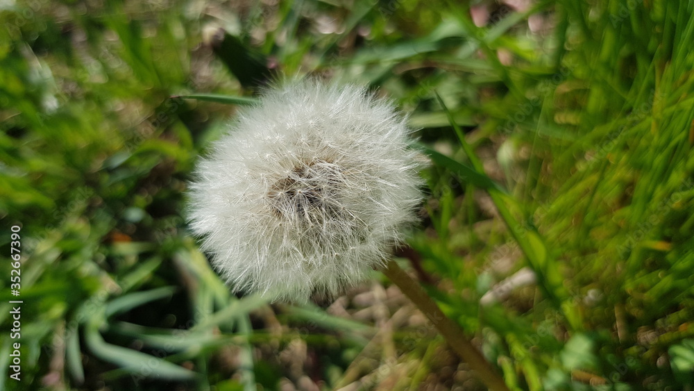 A beautiful white dandelion is shot at close range.