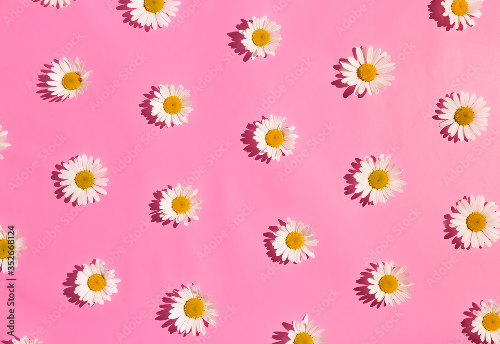 Top view of many chamomile flowers arranged into a simple pattern isolated on abstrcat pastel pink background Top view of many chamomile flowers arranged into a simple pattern isolated on abstrcat pastel pink background
