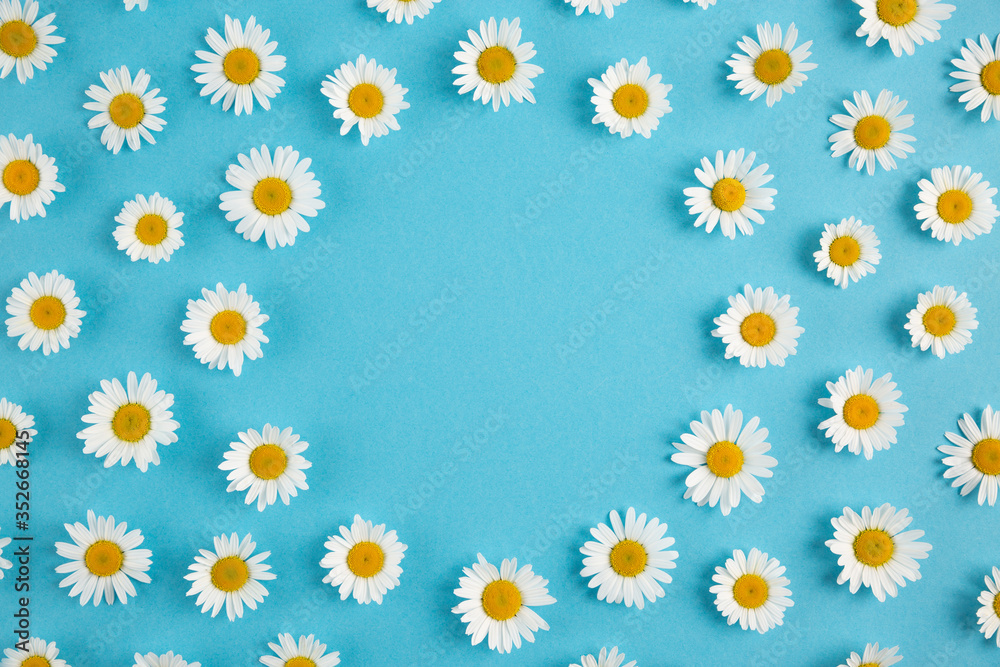 Chamomile flowers arranged into a round frame on pastel blue background with copy space