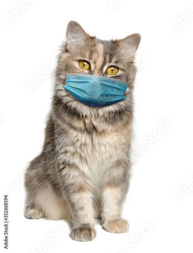Calico Cat with a face mask