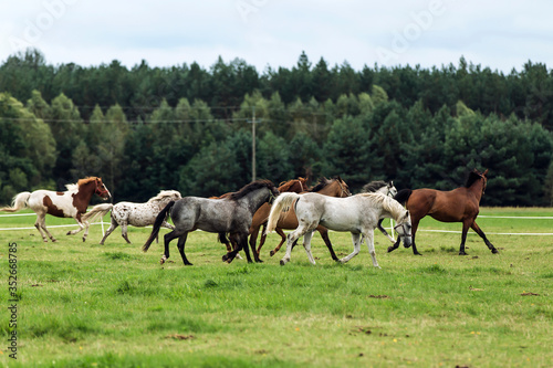 horses in the field