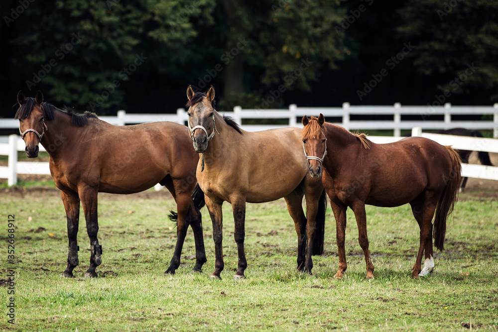 Obraz premium horses on the field